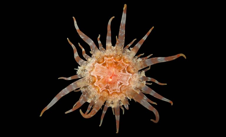 Десятки відкриттів за рік: світ дізнався про нові види від комах до динозаврів