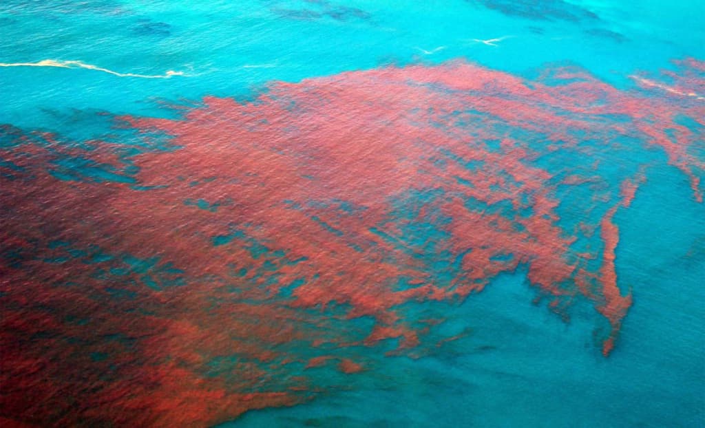 Вчені з’ясували причину токсичного цвітіння водоростей, що знищило мільйони морських тварин