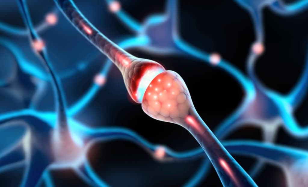 Вчені навчилися бачити сигнали мозку, які керують пам’яттю