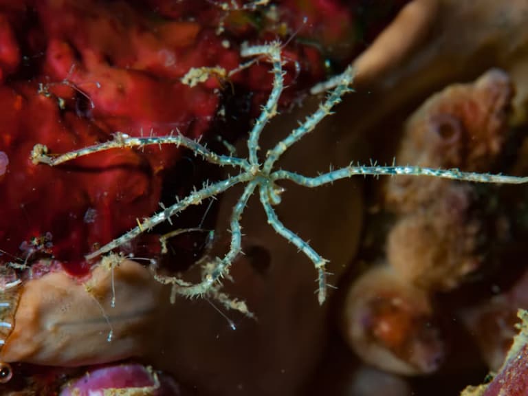 На дні океану виявили 788 видів істот — більшість із них під загрозою зникнення