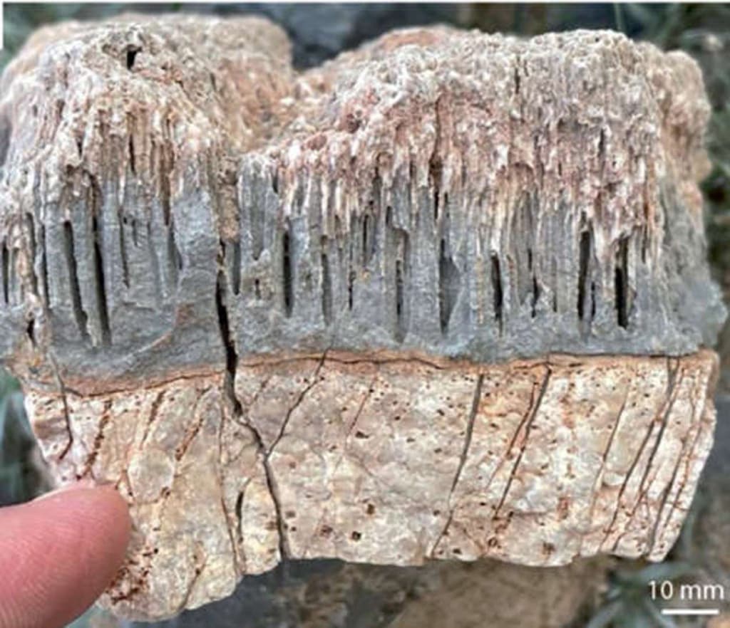 Вчені виявили тунелі невідомої стародавньої форми життя