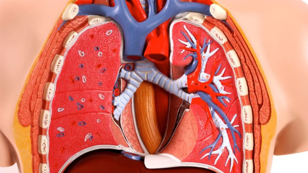 Вчені виростили штучні легені на чіпі
