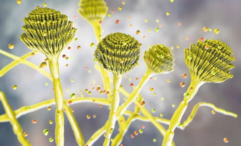 Смертельний грибок, що «поїдає зсередини», стрімко поширюється світом