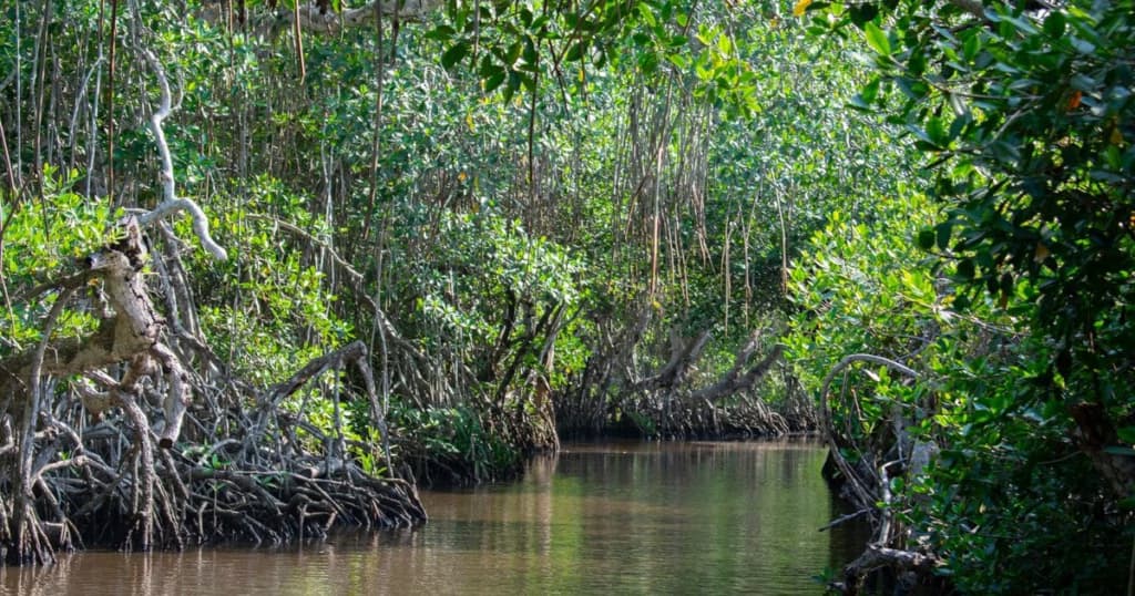 Мангрові зарості зберігають секрет, який може значно збільшити накопичення вуглецю