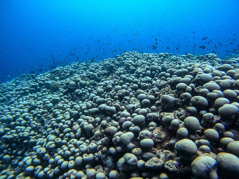 Біля узбережжя Австралії виявлено найбільшу у світі коралову колонію