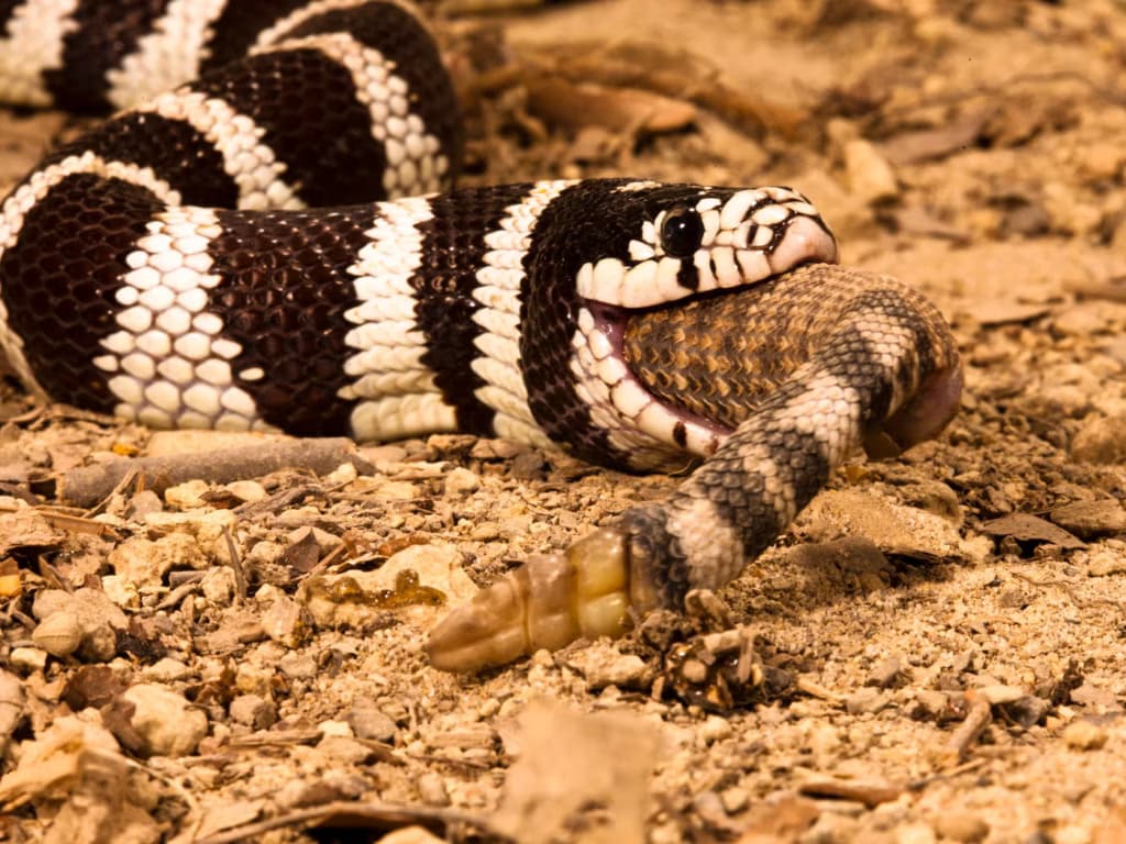 Нове дослідження показало, що канібалізм поширений серед більшості змій