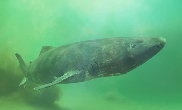 Міф про 392-річну гренландську акулу: вчені спростовують цифру