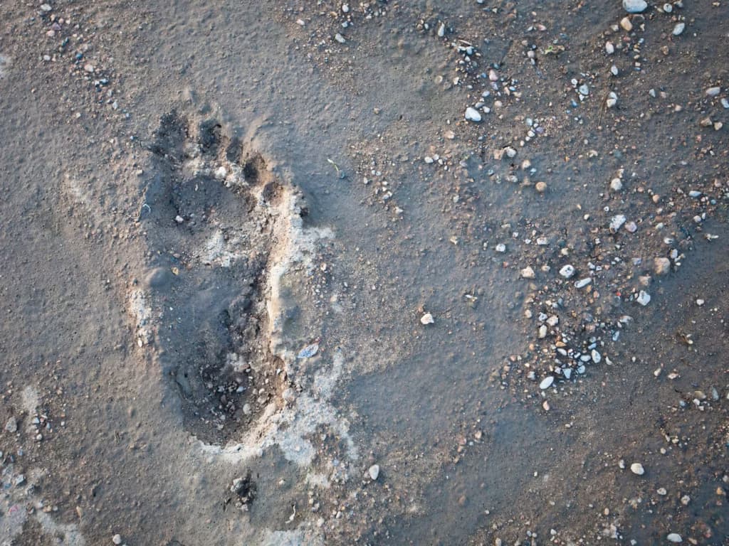 Історичний слід: у Шотландії знайшли 2000-річні відбитки, які природа стерла за два дні