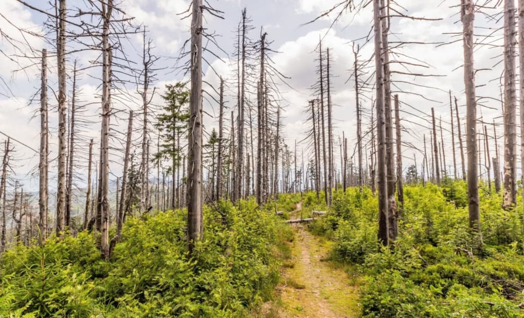 Вчені попереджають, що кліматичні катастрофи дедалі сильніше руйнують ліси