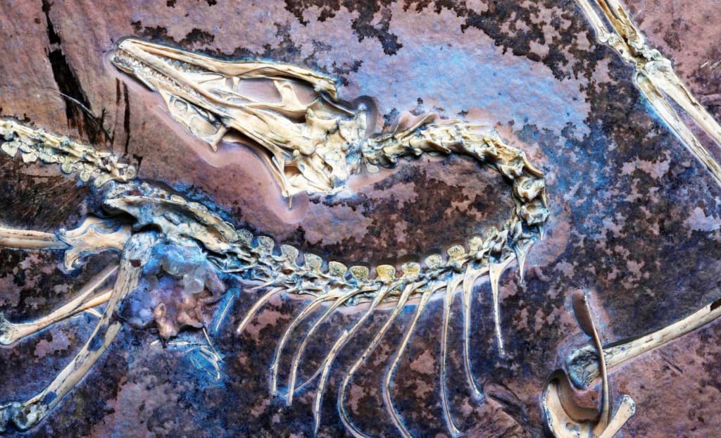 Вчені знайшли викопний організм, який може довести правоту Дарвіна