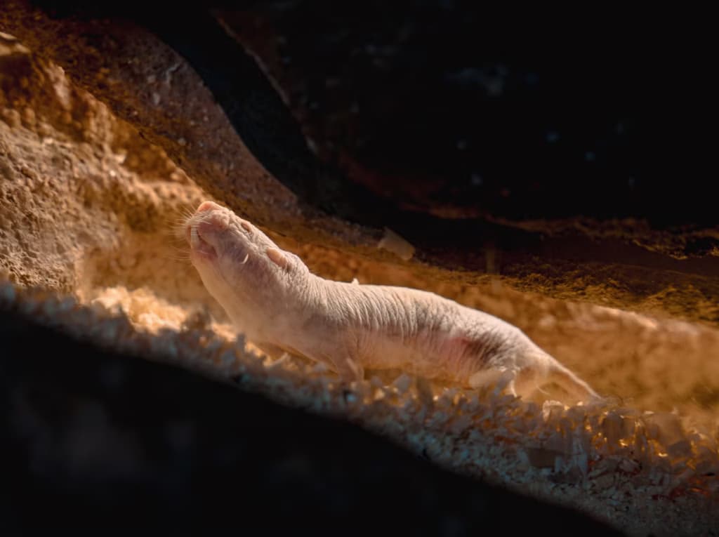 Секрет довгого життя ховається у цих маловідомих істотах