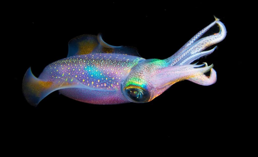 Вчені розгадали загадку еволюції кальмарів за допомогою генетики