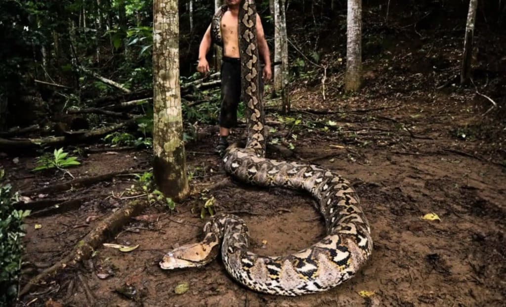 «Баронеса» з Індонезії: найдовша дика змія у світі, яка ще може вирости