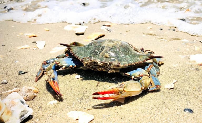 Вчені виявили дивну загрозу для молодих синіх крабів