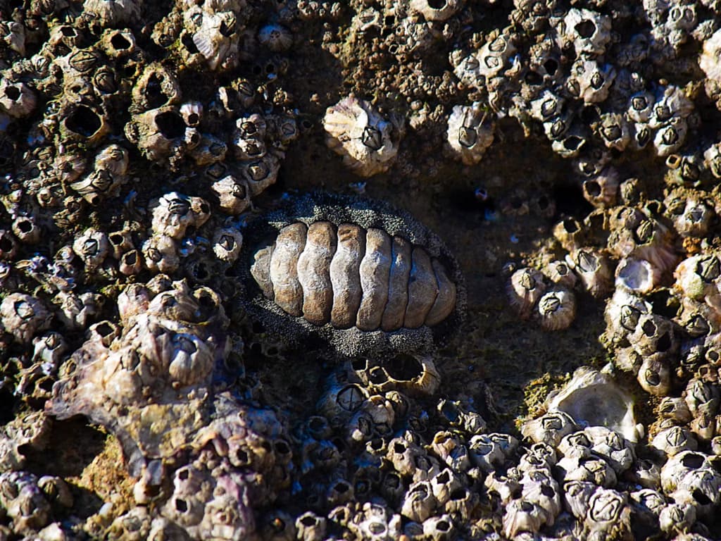 Вчені випадково відкрили новий вид «живої викопної» істоти
