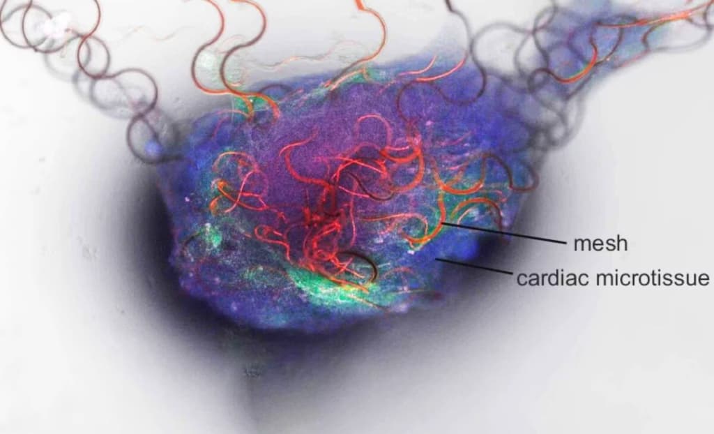Вчені створили перший штучний нейрон, здатний взаємодіяти з людським мозком