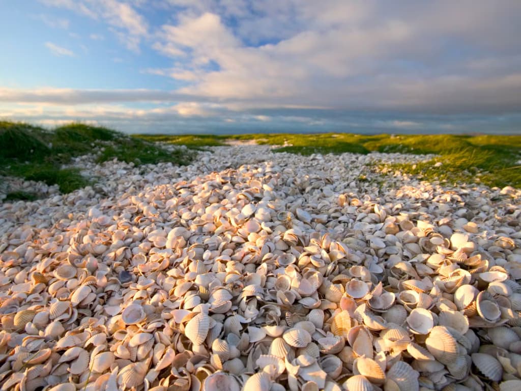 Вчені виявили острів, сформований із залишків їжі давніх людей