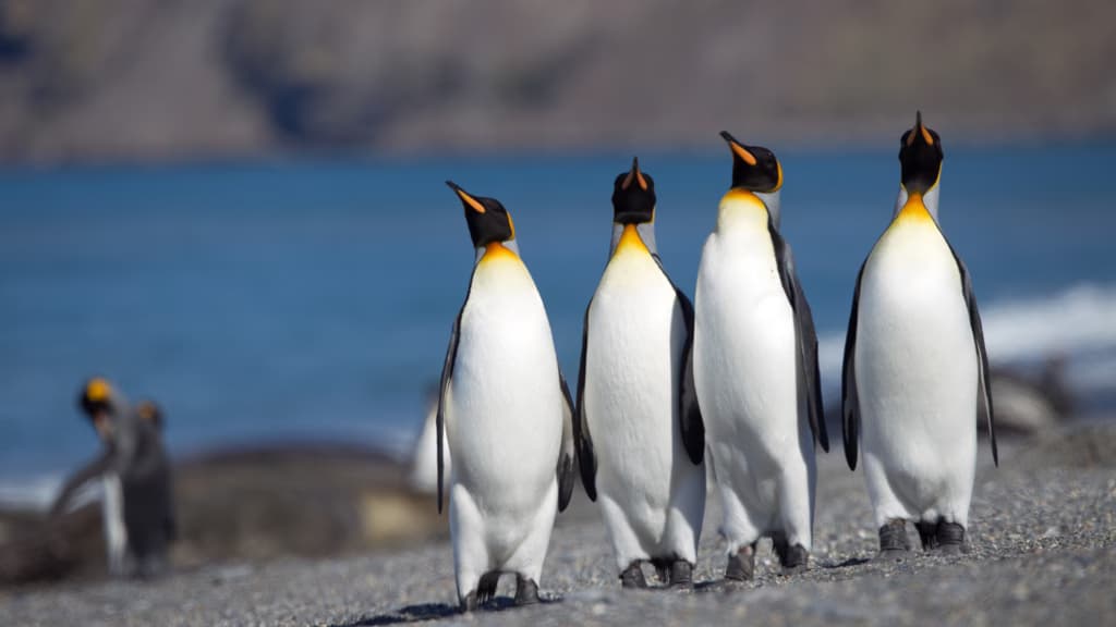 Королівські пінгвіни адаптуються до потепління в Антарктиці