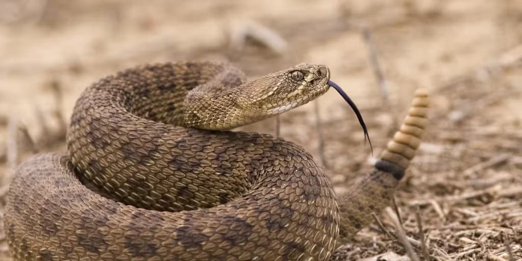 Вчені спростували популярний міф про гримучих змій