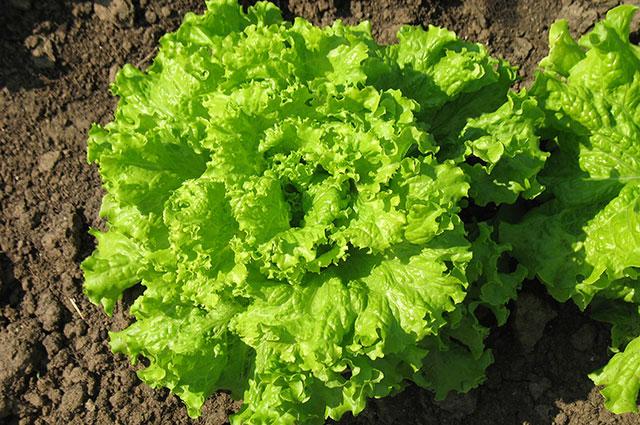 Вчені назвали продукт, який небезпечно їсти в космосі