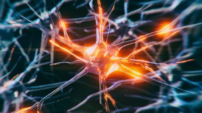 Стимуляція блукаючого нерва може допомогти захистити вашу пам'ять