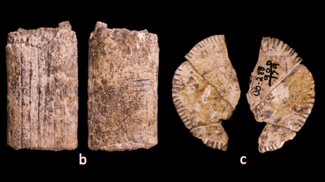 Вчені, можливо, виявили найстаріші кості в світі