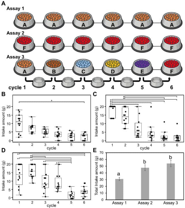 Вчені виявили, чому коти раптово перестають їсти свою їжу