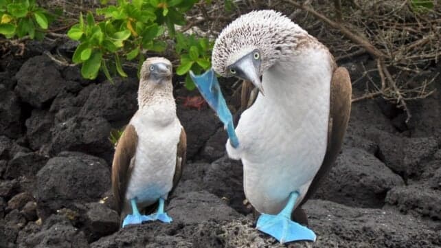 Природа може мати універсальний ритм – 2 удари на секунду