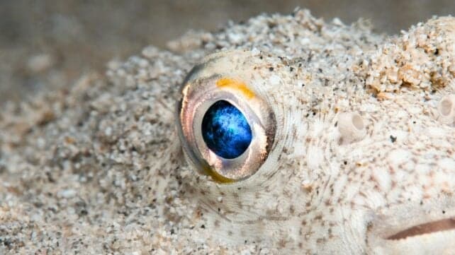 Вчені вважають, що наші очі почалися як одне око на верхівці голови