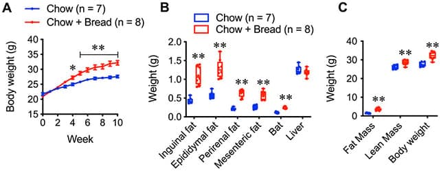 Вчені пояснили, чому хліб може призводити до збільшення ваги без переїдання