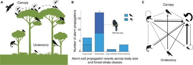 «Інтернет лісу» в Амазонії допомагає птахам і мавпам спілкуватися