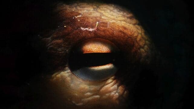 Гігантські восьминоги, схожі на крекенів, колись полювали на свою здобич у крейдяних морях