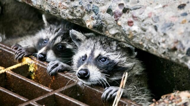 Дикі тварини адаптуються до життя в містах несподіваними способами