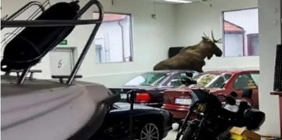 Розбив дві BMW. Лось влаштував погром у шведському автосалоні