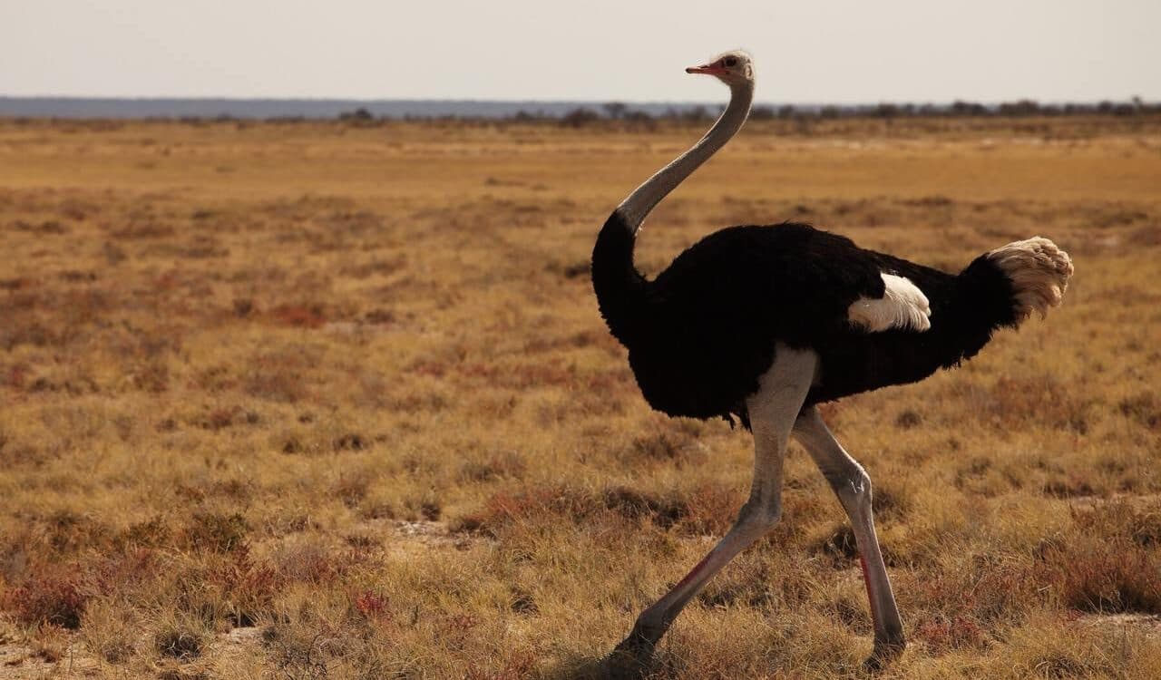 Страус втік з ферми та влаштував хаос у місті — курйозний інцидент в Китаї потрапив на відео