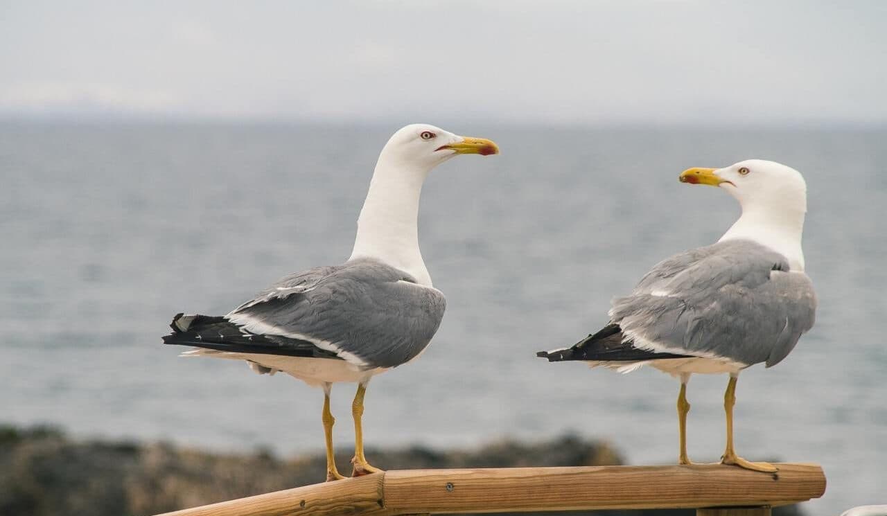 Мережі розсмішили чайки, які крадуть їжу у людей (Відео)
