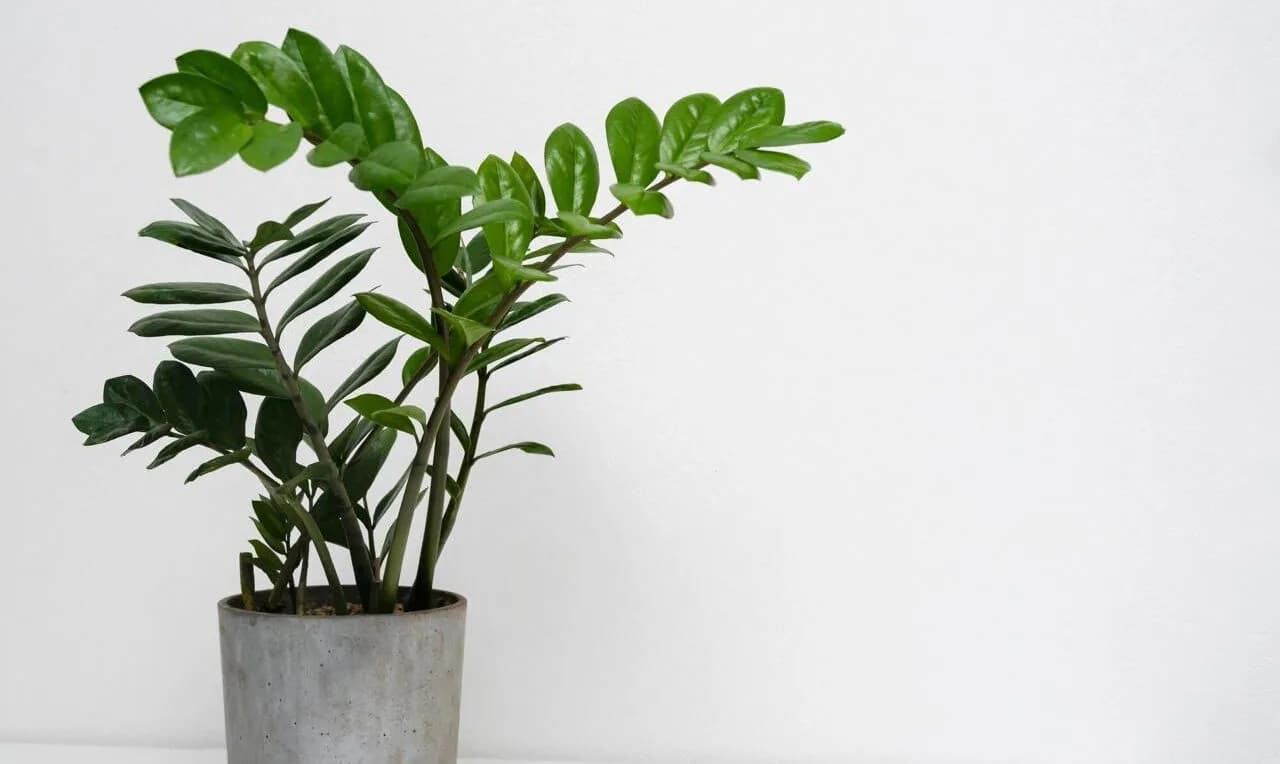 Чому заміокулькас жовтіє і як врятувати рослину: покрокова інструкція