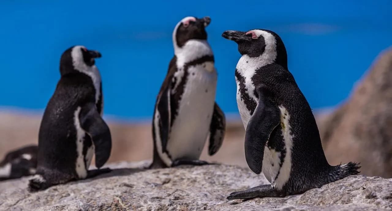 “Відповідь” пінгвінів та морських котиків на тарифи Трампа: ШІ створив жартівливе відео