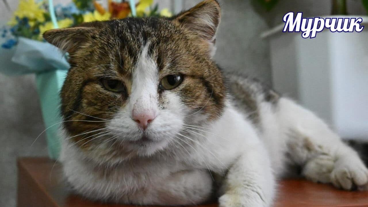 На Черкащині кіт вже п’ять років працює чиновником