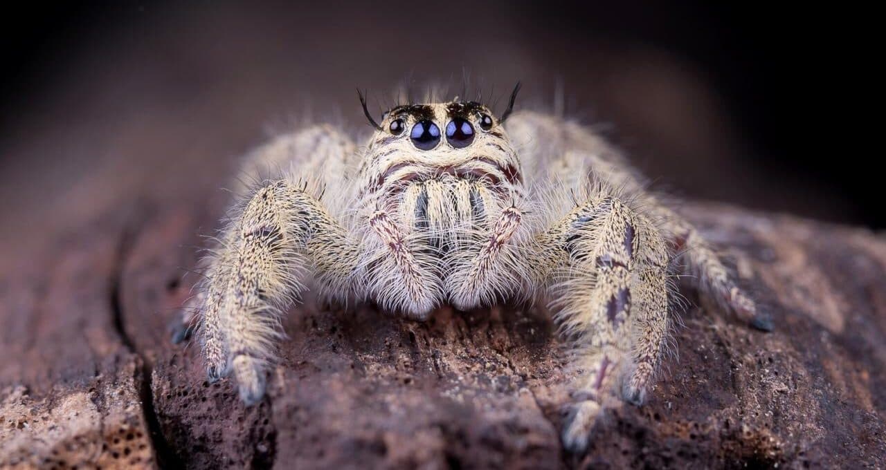 Великий павук потрапив у прямий ефір у Великій Британії