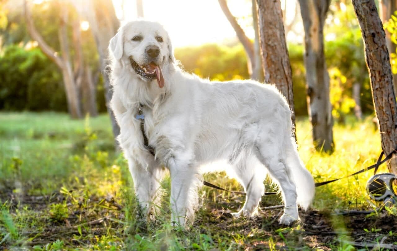 Золотистий ретривер прославився завдяки ефектним стрибкам (Відео)