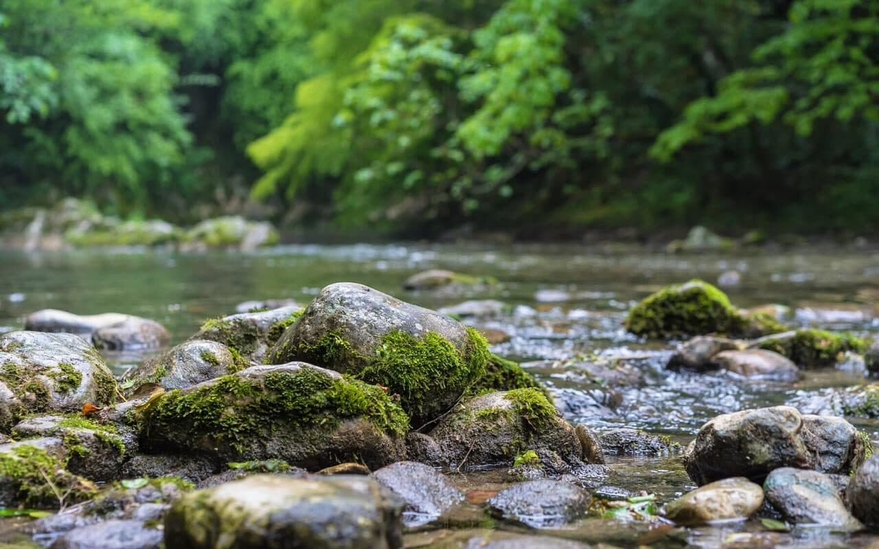Чоловіка спантеличив “камінь” в лісі, який почав рухатись та стрибнув у воду