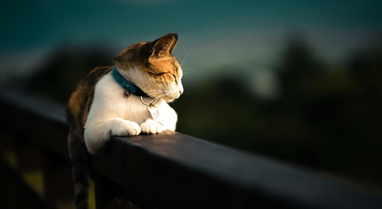 Жінка вибачилася перед сусідами після того, як дізналася, що її кіт постійно краде