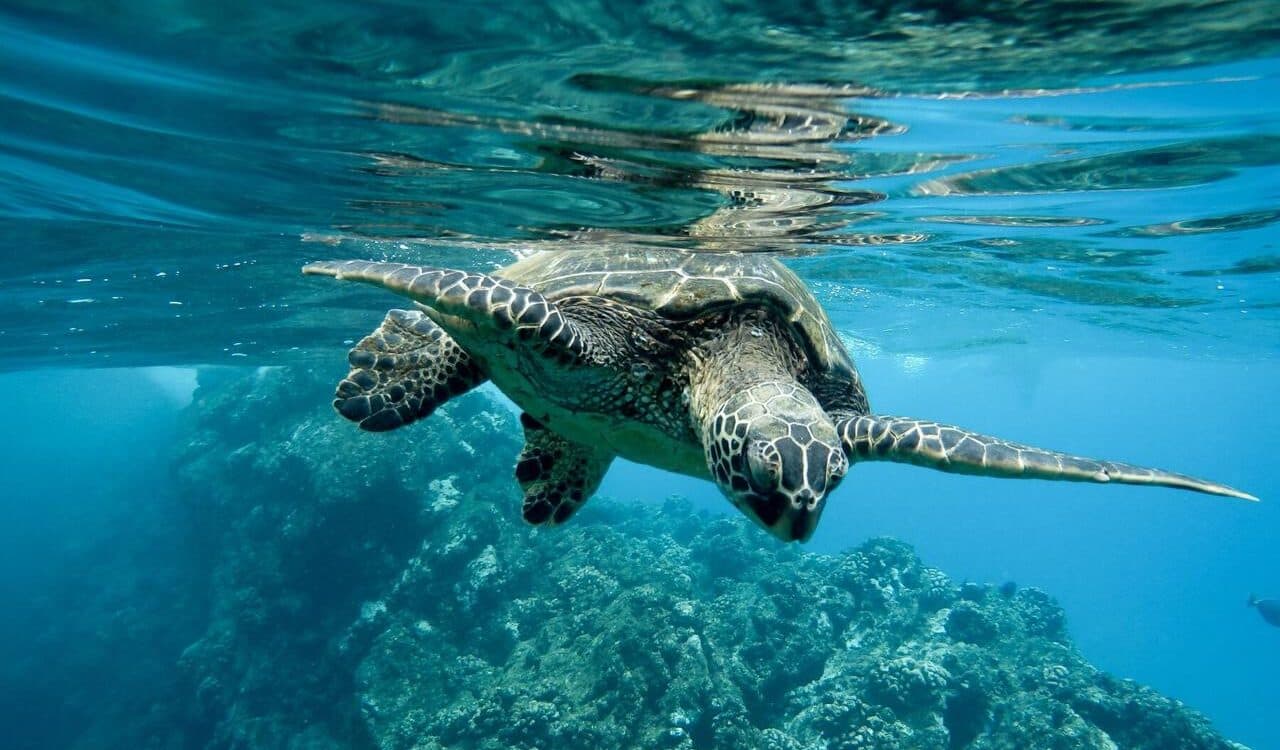 Енергійна черепаха стала зіркою Мережі (Відео)