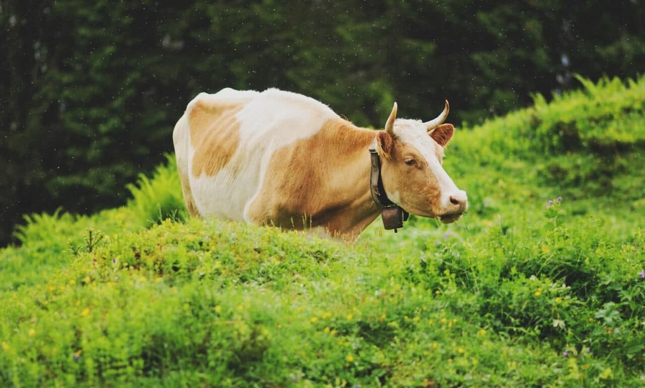 Чекав 50 років: фермер повернув свій Rolex після того, як його з’їла корова (Фото)