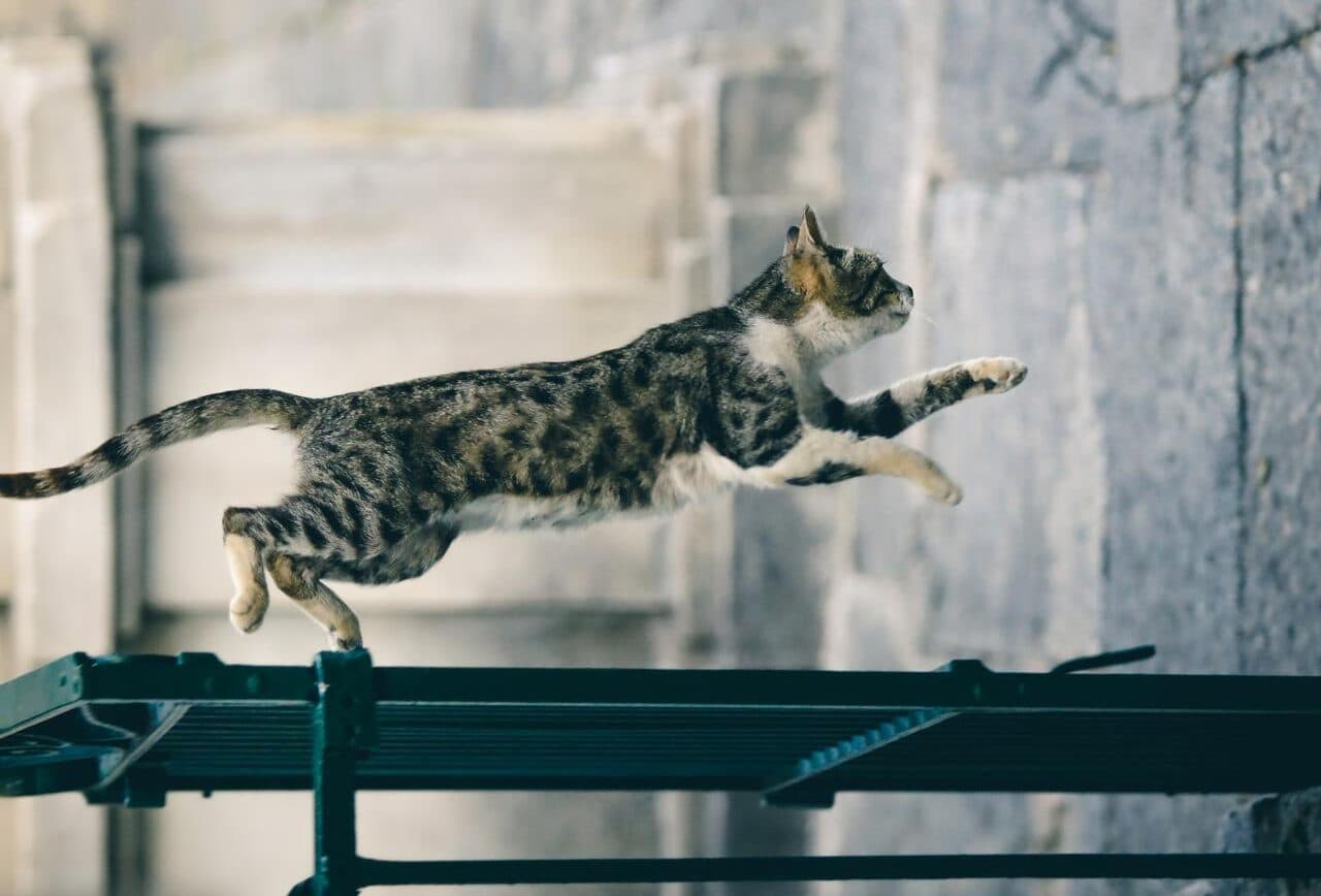 Несподіваний джампінг: у медичному центрі ветеранів США стався збій у системі через стрибки кота