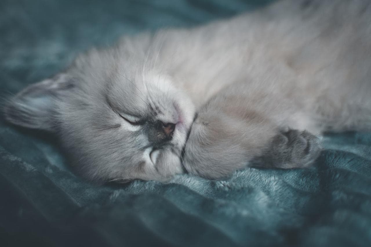 Мережу розсмішило кошеня, яке спить як людина (Фото)