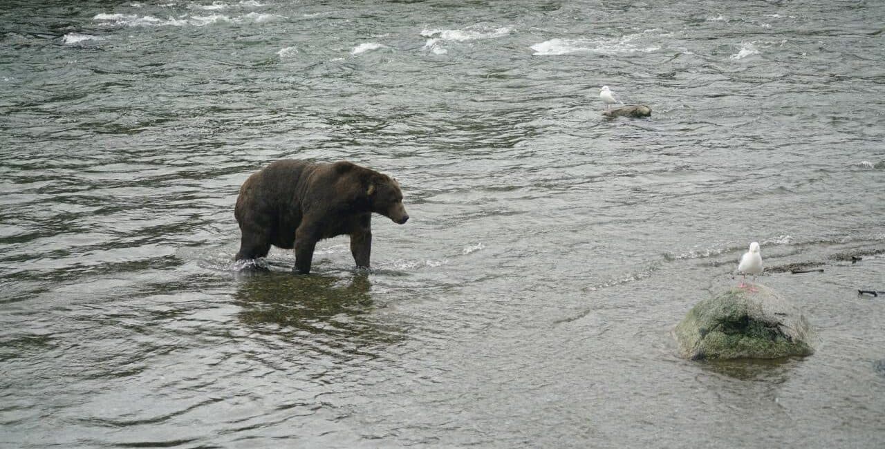 Ведмідь переплив з Білорусі до Литви