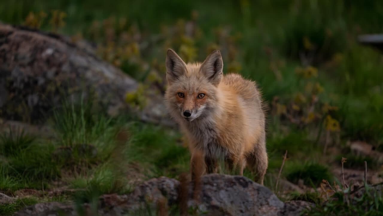 Лисиця пробралася до будинку і розгромила кухню (Відео)