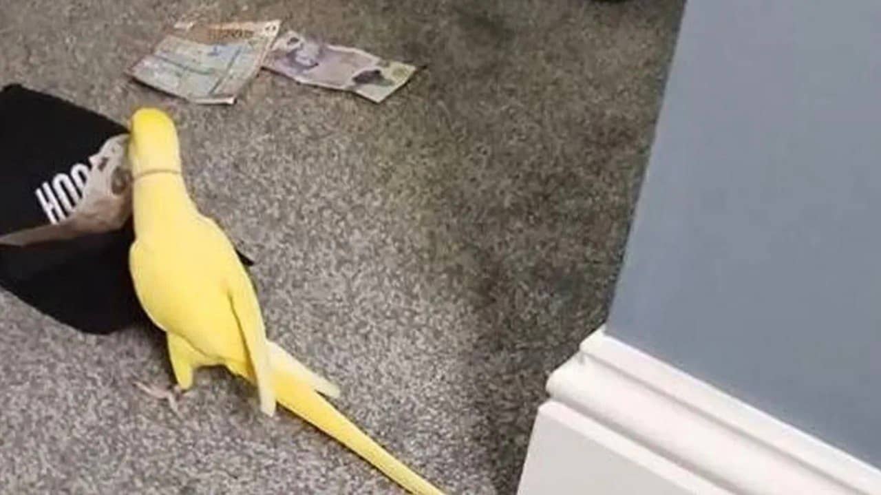 У Британії папуга заклав своїх хазяїв поліцейським